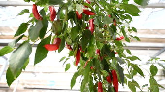 山東食品安全抽檢通報 30批次不合格，濟南人民大潤發(fā)等知名商超食用農(nóng)產(chǎn)品問題突出