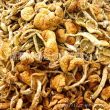 熱銷福建農產品批發 古田食用菌與滑子菇的商機探索