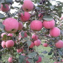 山東省日照市莒縣騰達農產品公司 優質食用農產品批發供應商，價格優勢盡顯