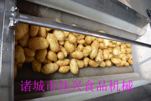 北票龍眼清洗線廠家批發 提升農產品品質，咨詢我們獲取專業解決方案